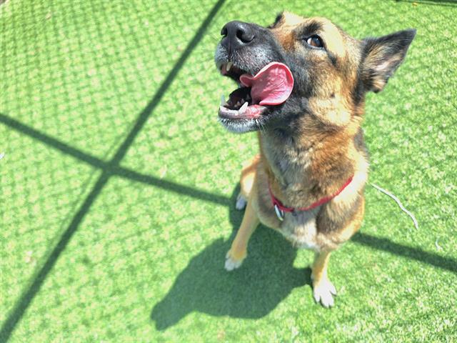 adoptable Dog in Grand Prairie, TX named ABIGAIL