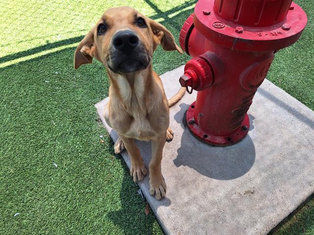 adoptable Dog in Grand Prairie, TX named LOIS LANE