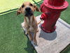 adoptable Dog in  named LOIS LANE