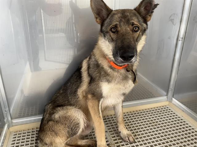 adoptable Dog in Grand Prairie, TX named NACHOS