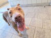 adoptable Dog in  named MYLA