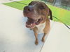 adoptable Dog in  named MILO