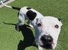 adoptable Dog in  named FLAPJACK