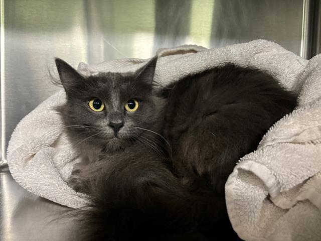 adoptable Cat in Grand Prairie, TX named ASH