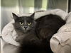 adoptable Cat in grand prairie, TX named ASH