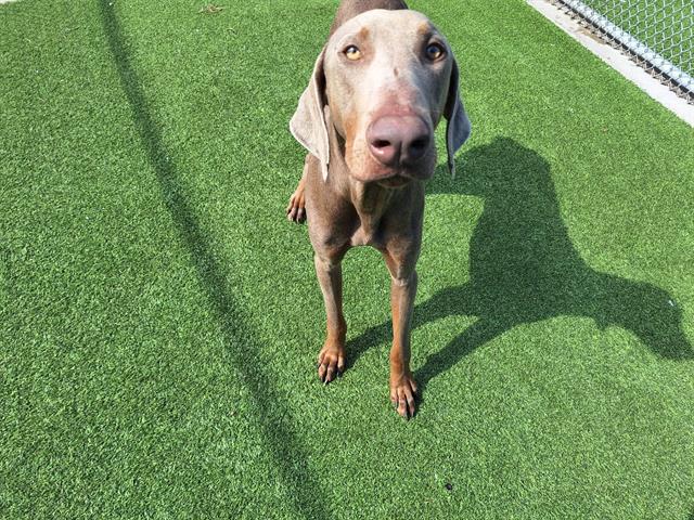 adoptable Dog in Grand Prairie, TX named YOSHI