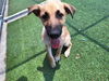 adoptable Dog in  named CHIPPER