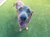 adoptable Dog in  named STELLA
