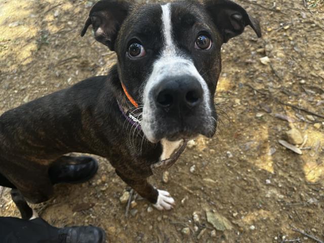 adoptable Dog in Grand Prairie, TX named GYRO