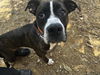 adoptable Dog in  named GYRO