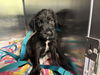 adoptable Dog in grand prairie, TX named A225963
