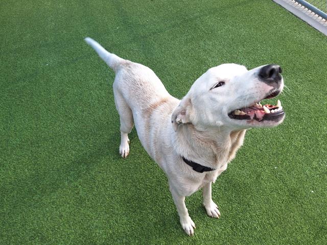 adoptable Dog in Grand Prairie, TX named THUNDER