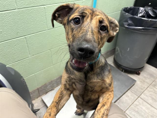 adoptable Dog in Grand Prairie, TX named BOCCE