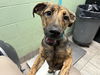 adoptable Dog in  named BOCCE