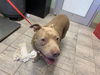 adoptable Dog in  named DUNKIN