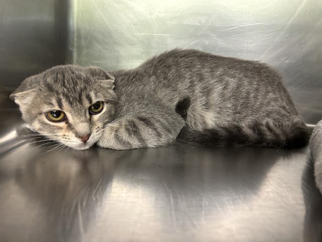 adoptable Cat in Grand Prairie, TX named MOCHI