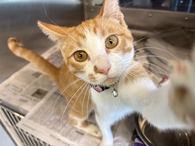 adoptable Cat in Grand Prairie, TX named LINK