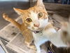 adoptable Cat in Grand Prairie, TX named LINK