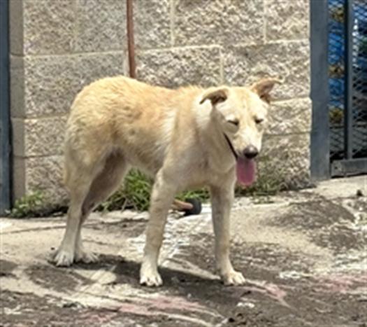 adoptable Dog in Grand Prairie, TX named MARIO