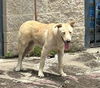 adoptable Dog in Grand Prairie, TX named MARIO