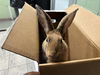 adoptable Rabbit in  named JESSICA
