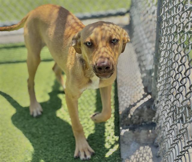 adoptable Dog in Grand Prairie, TX named MIMI