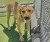 adoptable Dog in  named MIMI