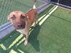 adoptable Dog in  named MAYMAY
