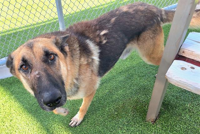 adoptable Dog in Grand Prairie, TX named BAYMAX