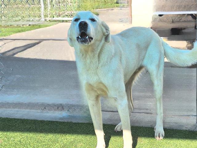 adoptable Dog in Grand Prairie, TX named CREAM PUFF