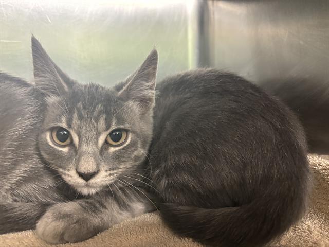 adoptable Cat in Grand Prairie, TX named GRAY MONSTER
