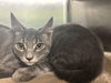 adoptable Cat in Grand Prairie, TX named GRAY MONSTER