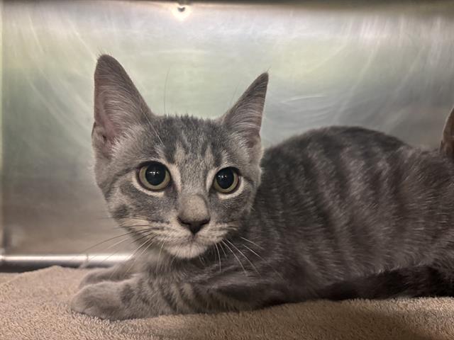adoptable Cat in Grand Prairie, TX named LIGHT