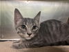 adoptable Cat in Grand Prairie, TX named LIGHT