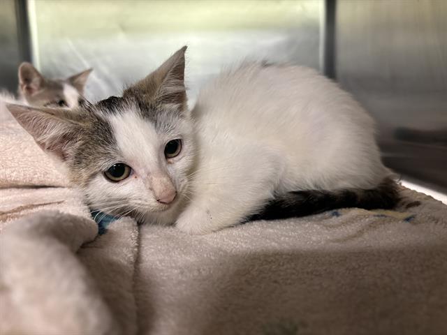 adoptable Cat in Grand Prairie, TX named MADAM MA'AM