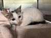 adoptable Cat in Grand Prairie, TX named MADAM MA