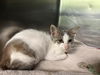 adoptable Cat in Grand Prairie, TX named SIR SIR