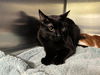 adoptable Cat in Grand Prairie, TX named CAPTAIN REYNOLDS