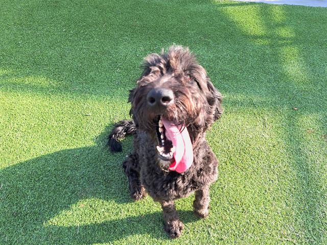 adoptable Dog in Grand Prairie, TX named MOE