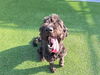 adoptable Dog in Grand Prairie, TX named MOE