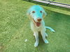 adoptable Dog in Grand Prairie, TX named KRYPTO