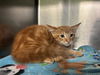 adoptable Cat in  named MANS NOT HOT