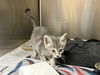adoptable Cat in  named CLARKE
