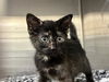 adoptable Cat in  named LULI