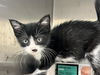 adoptable Cat in  named LULABEE