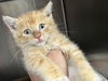 adoptable Cat in  named BUTTERS JR