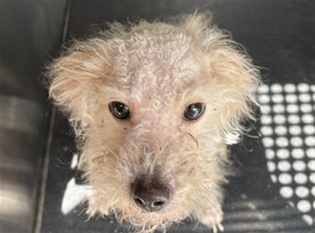 adoptable Dog in Grand Prairie, TX named STROODLE