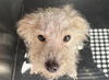 adoptable Dog in  named STROODLE