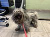 adoptable Dog in  named PETER PIPER