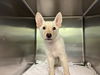 adoptable Dog in  named BORRIS
